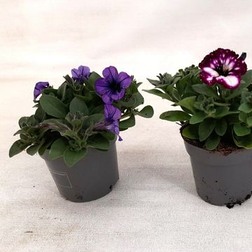 Petunia SKY MIX