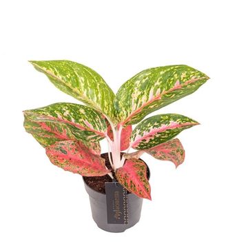 Aglaonema 'Red Reflections'