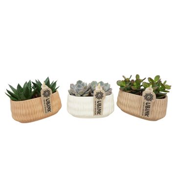 Succulents MIX IN POT
