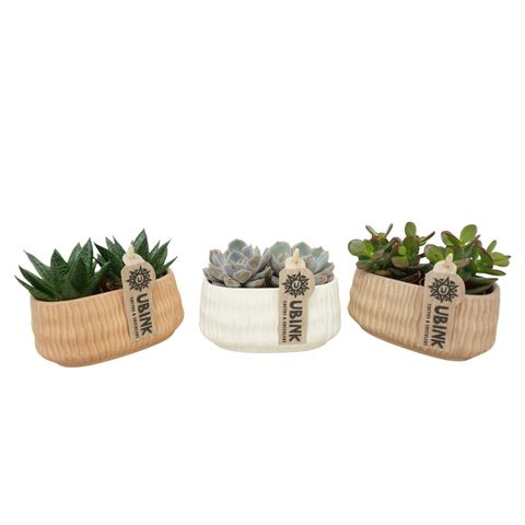 Succulents MIX IN POT