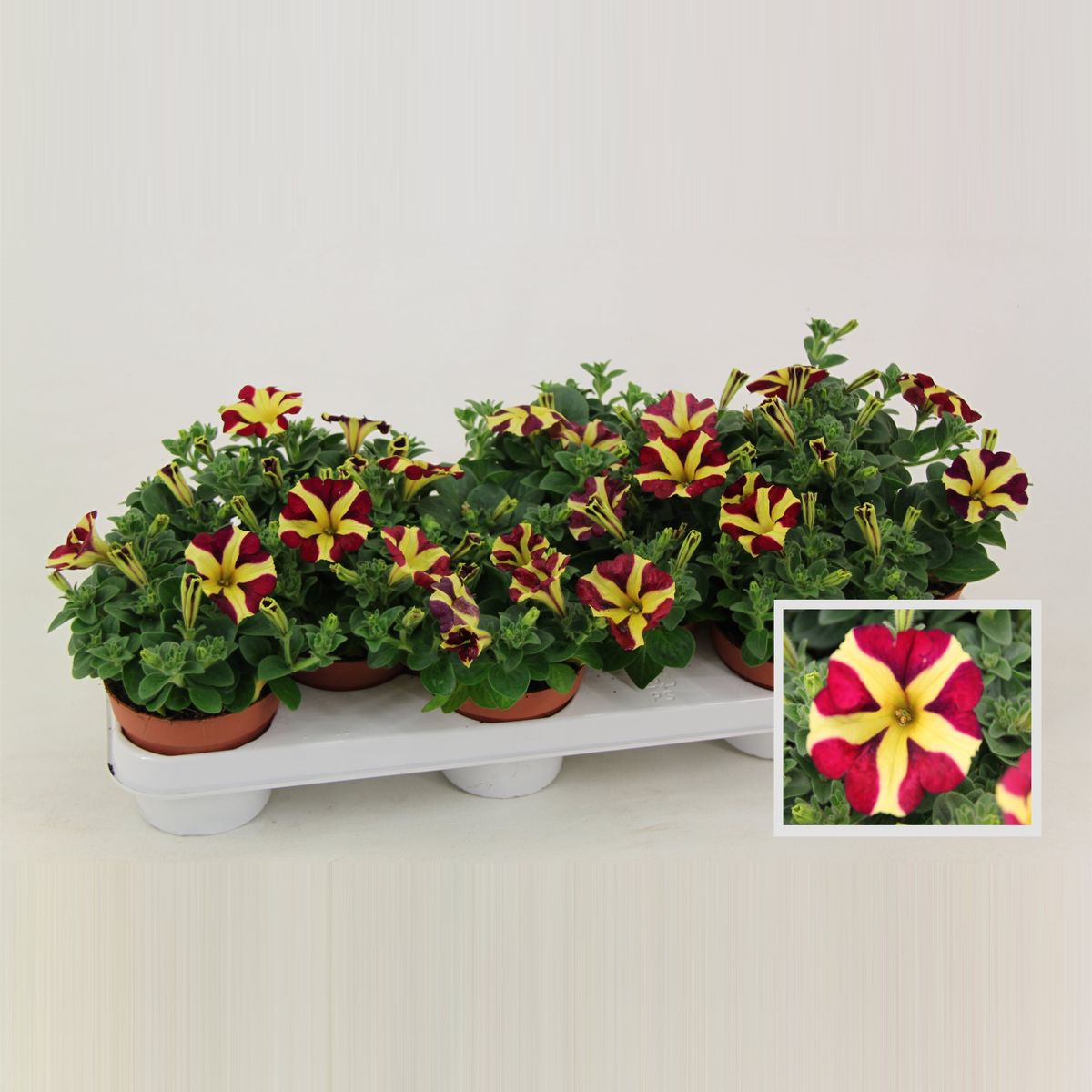 Petunia AMORE QUEEN OF HEARTS — Plant Wholesale FlorAccess