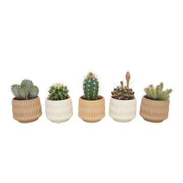 Cactus MIX IN POT