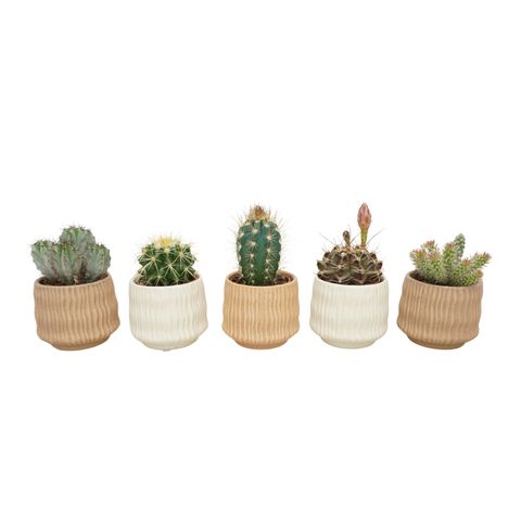 Cactus MIX IN POT