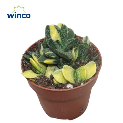 Gasteria bicolor 'Variegata'