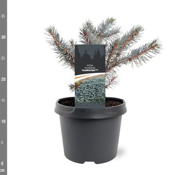 Picea pungens 'Karpaten'