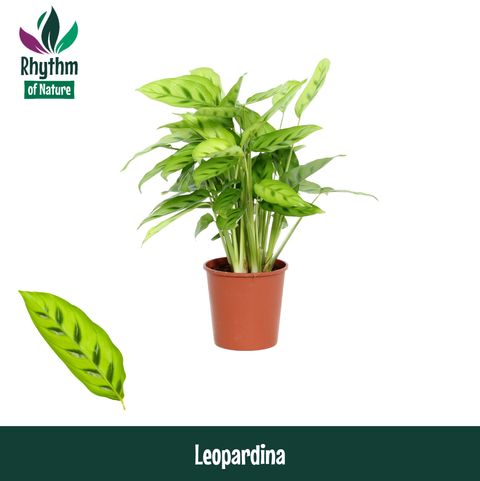 Calathea leopardina