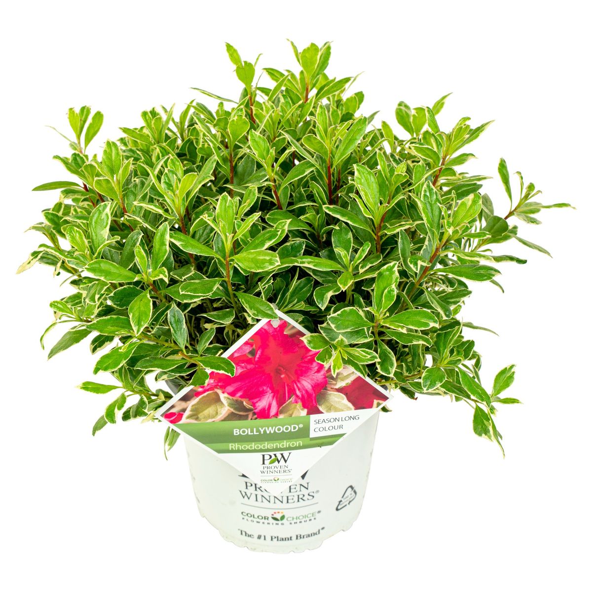 rhododendron-bollywood-plant-wholesale-floraccess