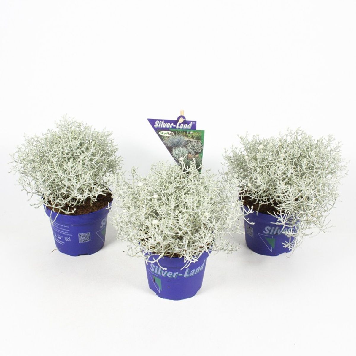 Gardeners Dream Leucophyta Brownii Stacheldraht Pflanze 20-30 Cm -  Immergrner Strauch Fr Garten, Balkon & Terrasse Immergrne Steingarten  Pflanze