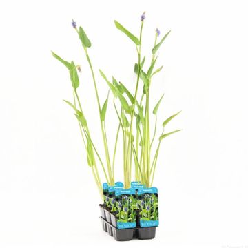 Pontederia lanceolata