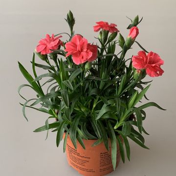 Dianthus OSCAR MIX