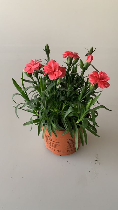 Dianthus OSCAR MIX