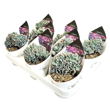 Echeveria runyonii 'Topsy Turvy'