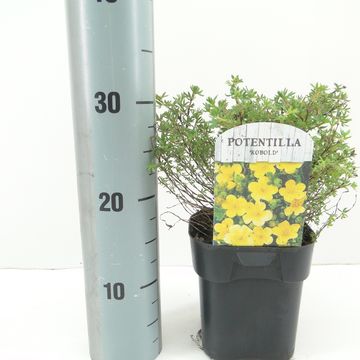 Potentilla fruticosa 'Goldfinger'