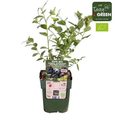 Vaccinium corymbosum BLUE DESSERT