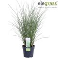 Miscanthus sinensis 'Gracillimus'