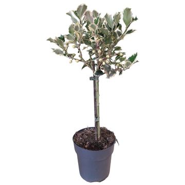 Ilex aquifolium 'Argentea Marginata'