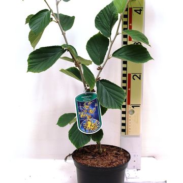 Hamamelis x intermedia 'Westerstede'