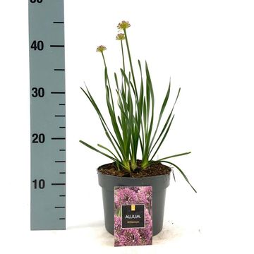 Allium 'Millenium'