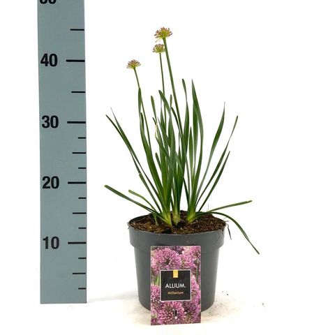 Allium 'Millenium'