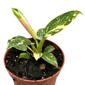 Philodendron 'Green Congo'