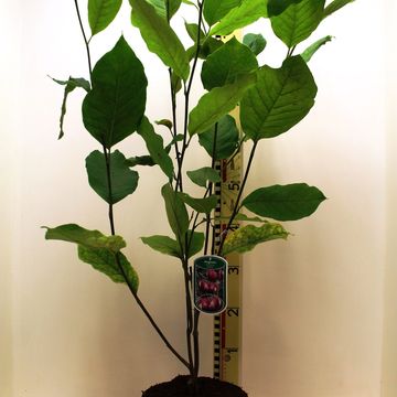 Magnolia x soulangeana 'Lennei'