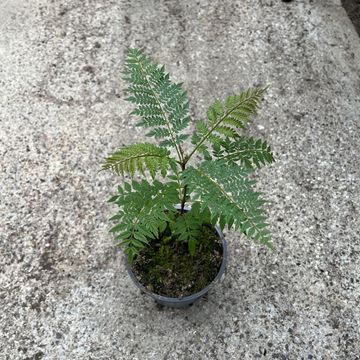 Jacaranda mimosifolia