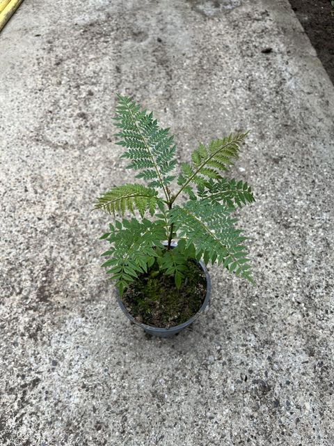 Jacaranda mimosifolia