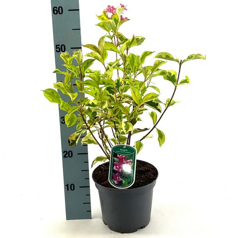 Weigela 'Kosteriana Variegata'