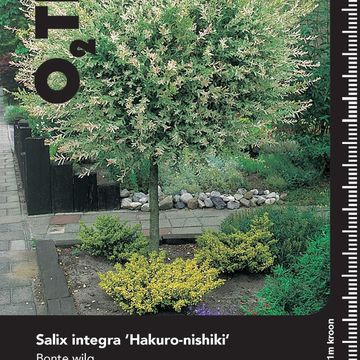 Salix integra 'Hakuro-nishiki'