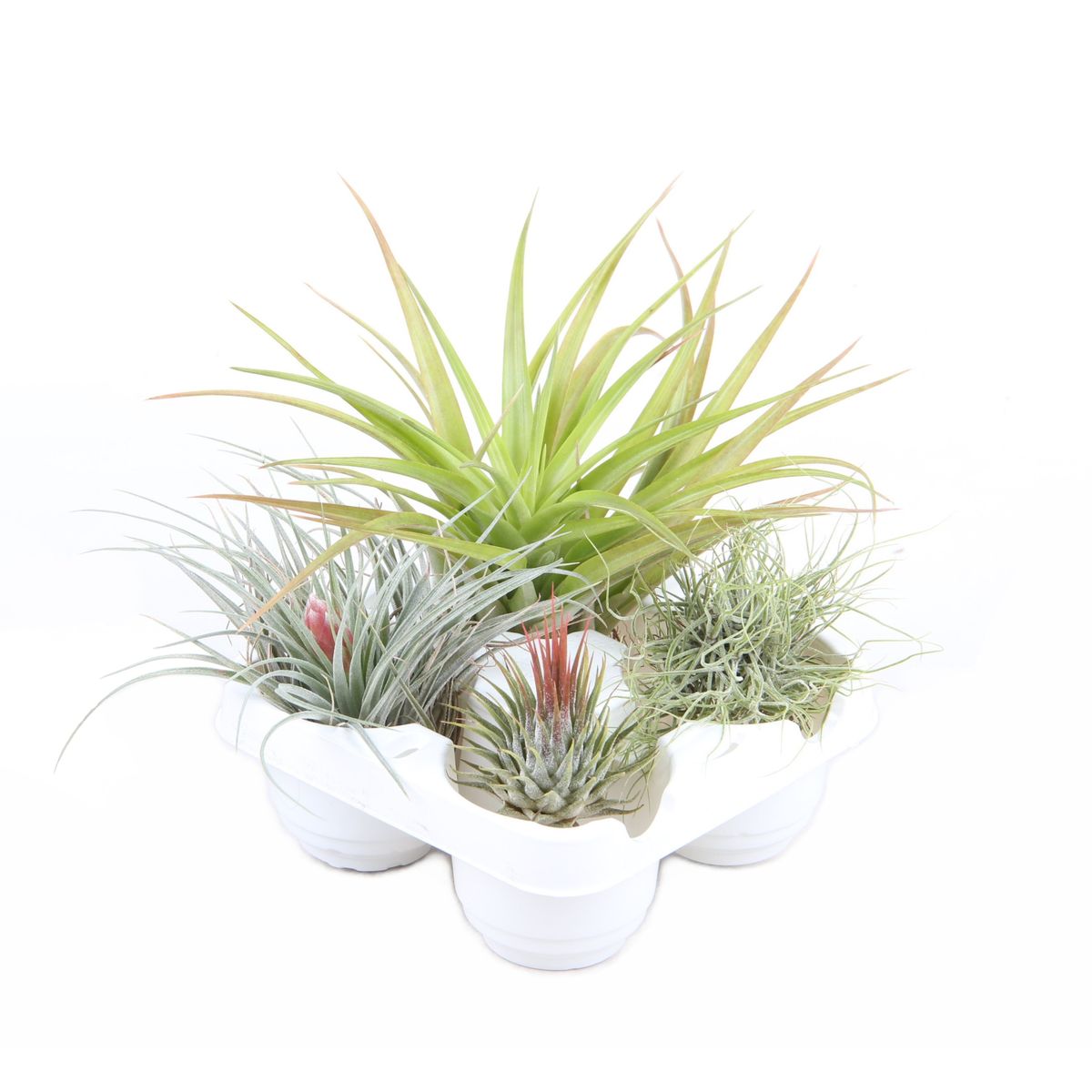Tillandsia, Piante Aeree Per La Decorazione Di Casa E Giardino, Idee