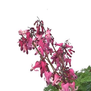 Dicentra 'Pink Diamonds'
