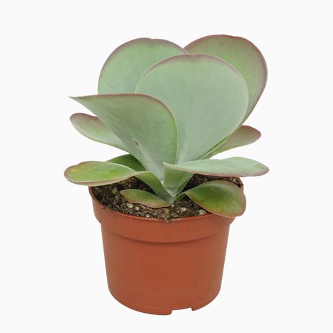 Kalanchoe thyrsiflora RED LIPS (Ubink)