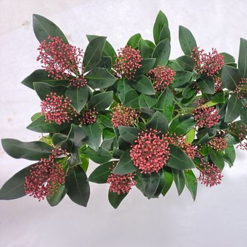 Skimmia japonica 'Rubella'