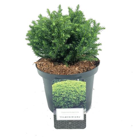 Cryptomeria japonica 'Vilmoriniana'