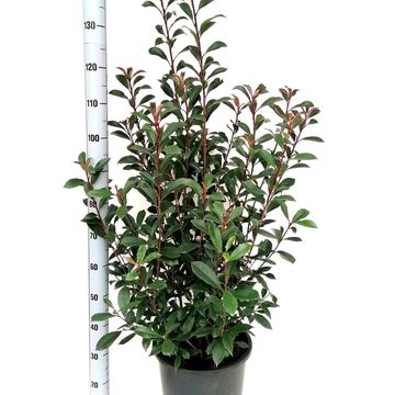 Photinia x fraseri CARRÉ ROUGE