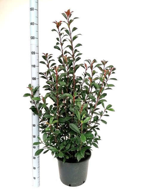 Photinia x fraseri CARRÉ ROUGE