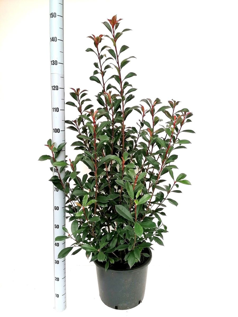 nolina elefantenfuß Nolina Recurvata