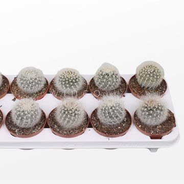 Neoporteria nidus senilis