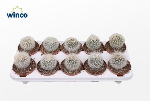 Neoporteria nidus senilis