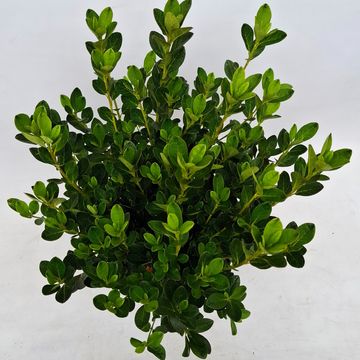 Rhododendron 'Kirstin' (AJ)