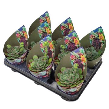 Echeveria 'Joan Daniel'