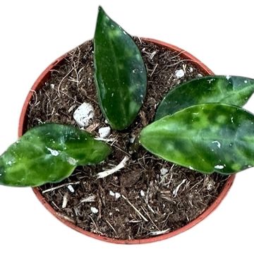 Hoya lacunosa 'Amarillo'