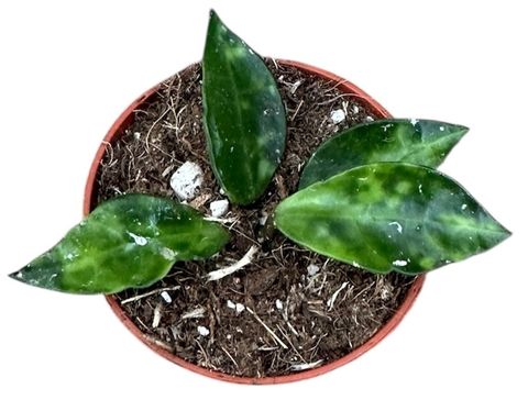 Hoya lacunosa 'Amarillo'