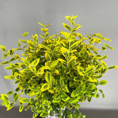 Euonymus fortunei 'Emerald 'n' Gold'