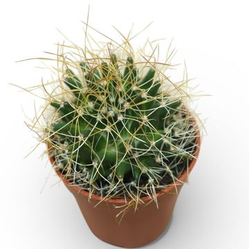 Escobaria missouriensis 'Compacta'