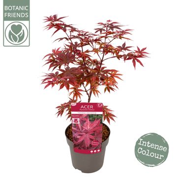 Acer palmatum 'Twombly’s Red Sentinel'