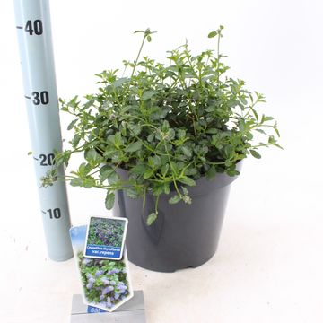 Ceanothus impressus 'Victoria'