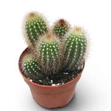 Pilosocereus piauhyensis