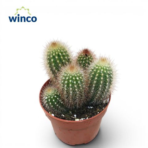 Pilosocereus piauhyensis