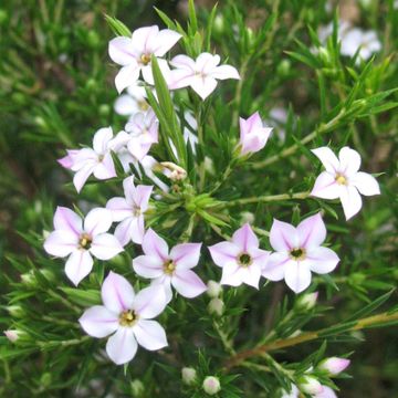 Diosma hirsuta 'Pink Fountain'